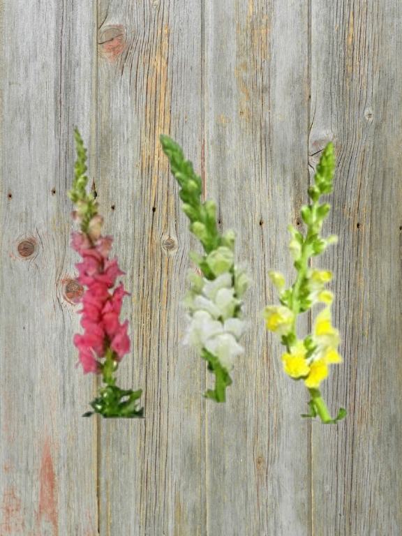 MOTHER`S DAY ASSORTED COLOR SNAPDRAGON COMBO BOX